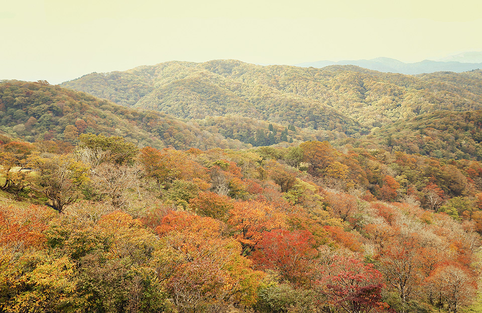 紅葉 現在の紅葉状況 びわ湖バレイ スキー場 びわ湖テラス 紅葉 現在の紅葉状況 びわ湖バレイ スキー場 びわ湖テラス