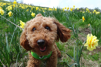 びわ湖バレイはペットと一緒に楽しめる♪