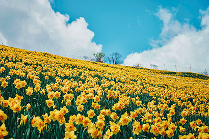 関西最大級スイセンの丘